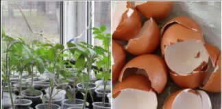 Городники розповіли, як використати шкаралупу яєць для розсади