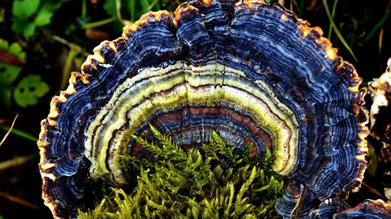 Траметес різнобарвний