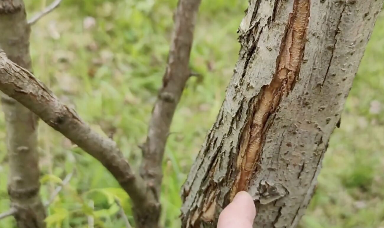 Садівники розповіли, чим замазати тріщини в корі дерев