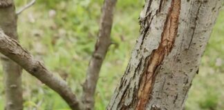 Садівники розповіли, чим замазати тріщини в корі дерев
