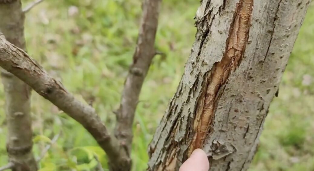 Дідусева схема “лікування” тріщин на корі дерев: 2 копійчані інгредієнти для потужного зцілення 