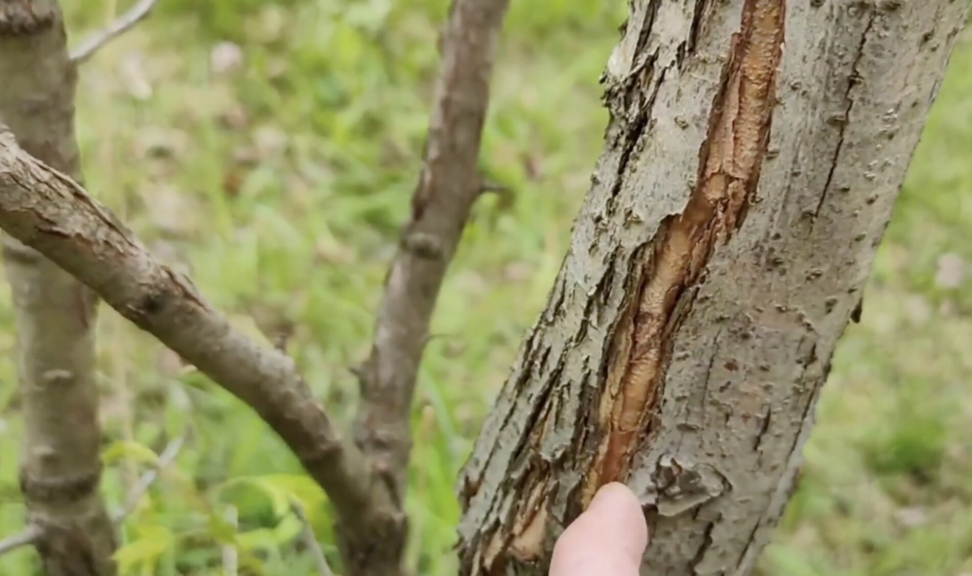 Садівники розповіли, чим замазати тріщини в корі дерев