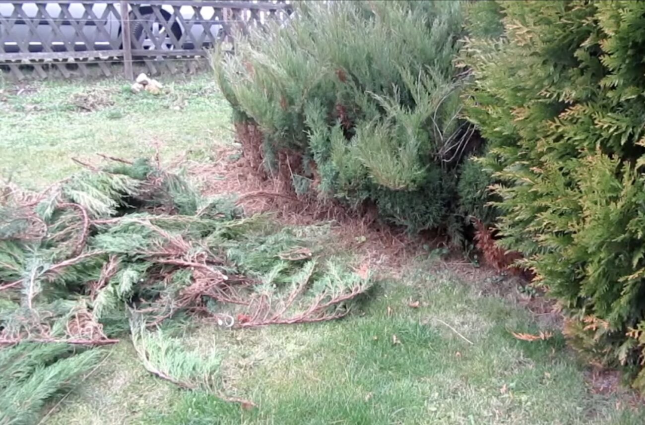 Садівники розповіли, як укрити виноград на зиму