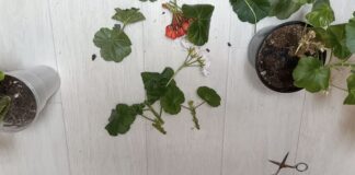 Квітникарі розповіли, як зробити обовʼязкову обрізку герані в грудні