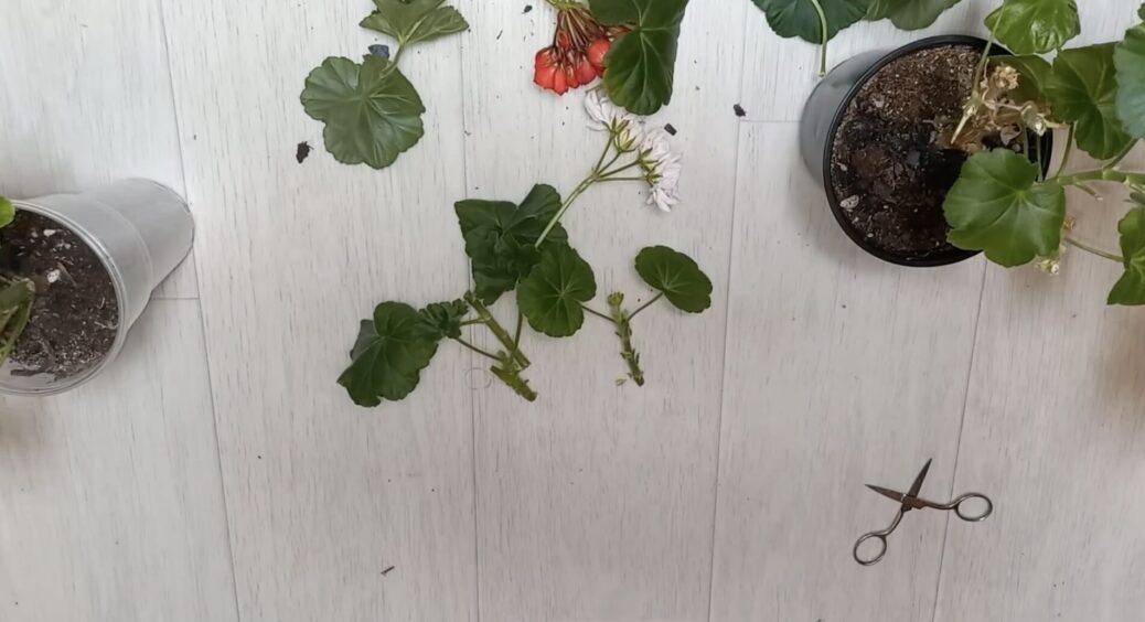 Герань витягнулася і стала лисою, та я знаю секрет пишного куща: роблю цю обрізку в грудні, і вам раджу 