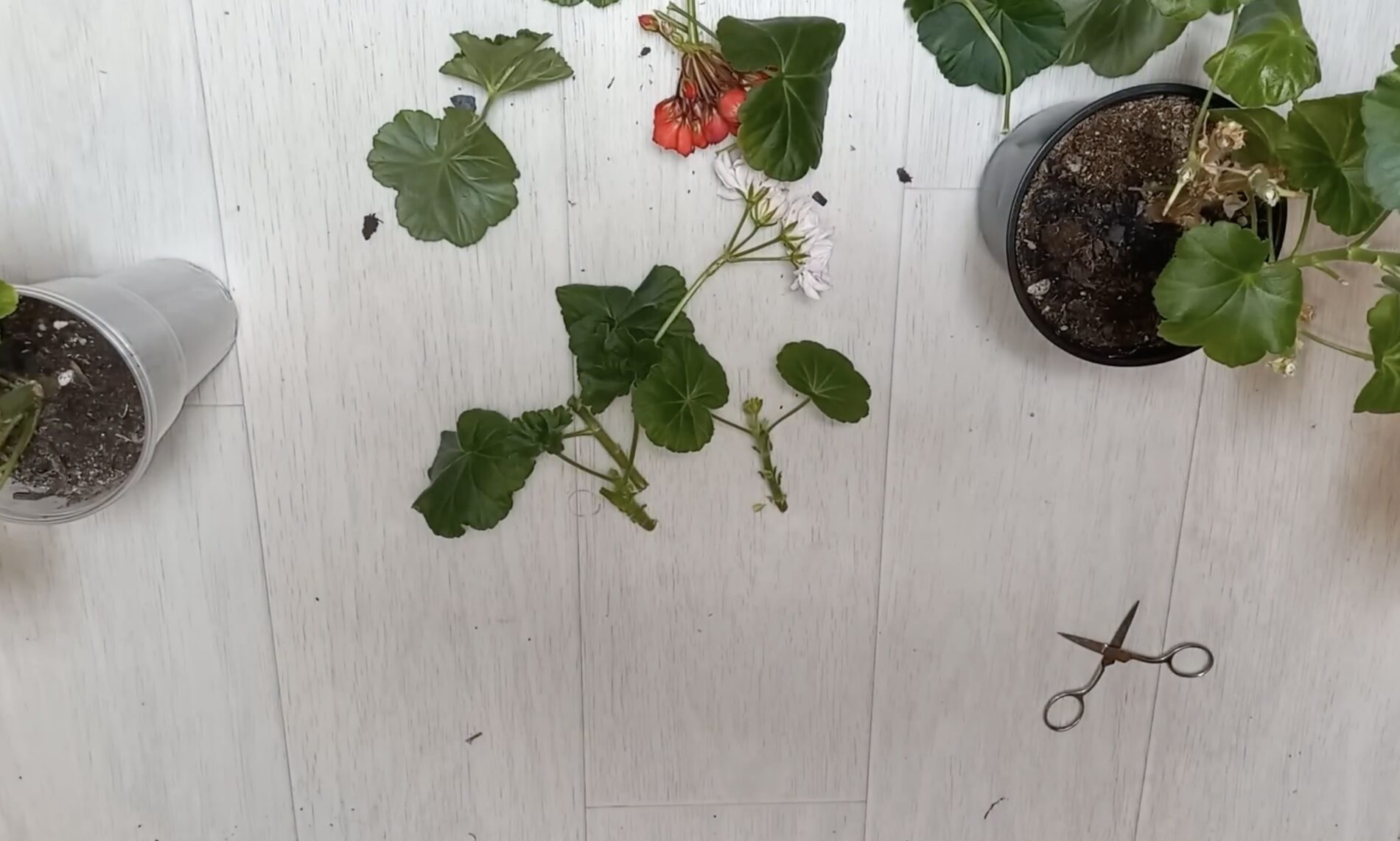 Квітникарі розповіли, як зробити обовʼязкову обрізку герані в грудні