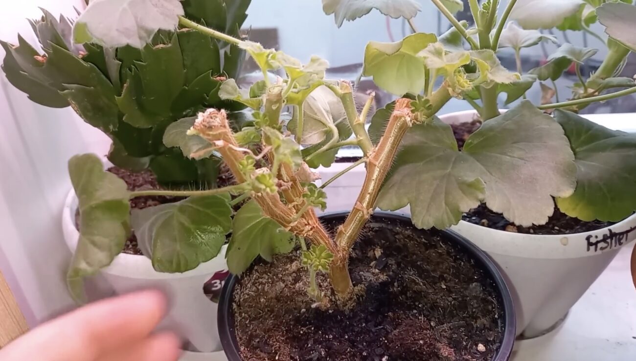 Квітникарі розповіли, як зробити обовʼязкову обрізку герані в грудні