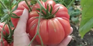Городники поділилися назвою сорту томату, що дає величезні плоди