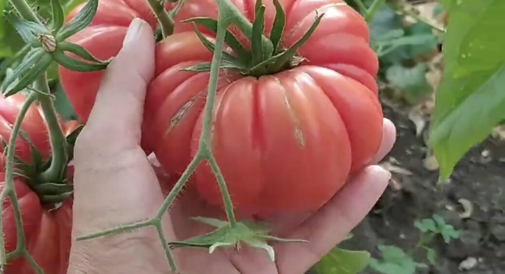 Вперше чую про цей сорт томатів, але сусідка переконала садити у 2026 – один помідор важить під 350 грамів 