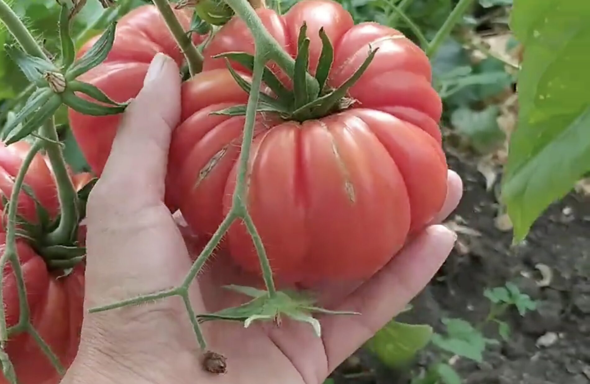 Городники поділилися назвою сорту томату, що дає величезні плоди