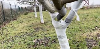 Садівники розповіли, який матеріал найкращий для захисту дерев від гризунів