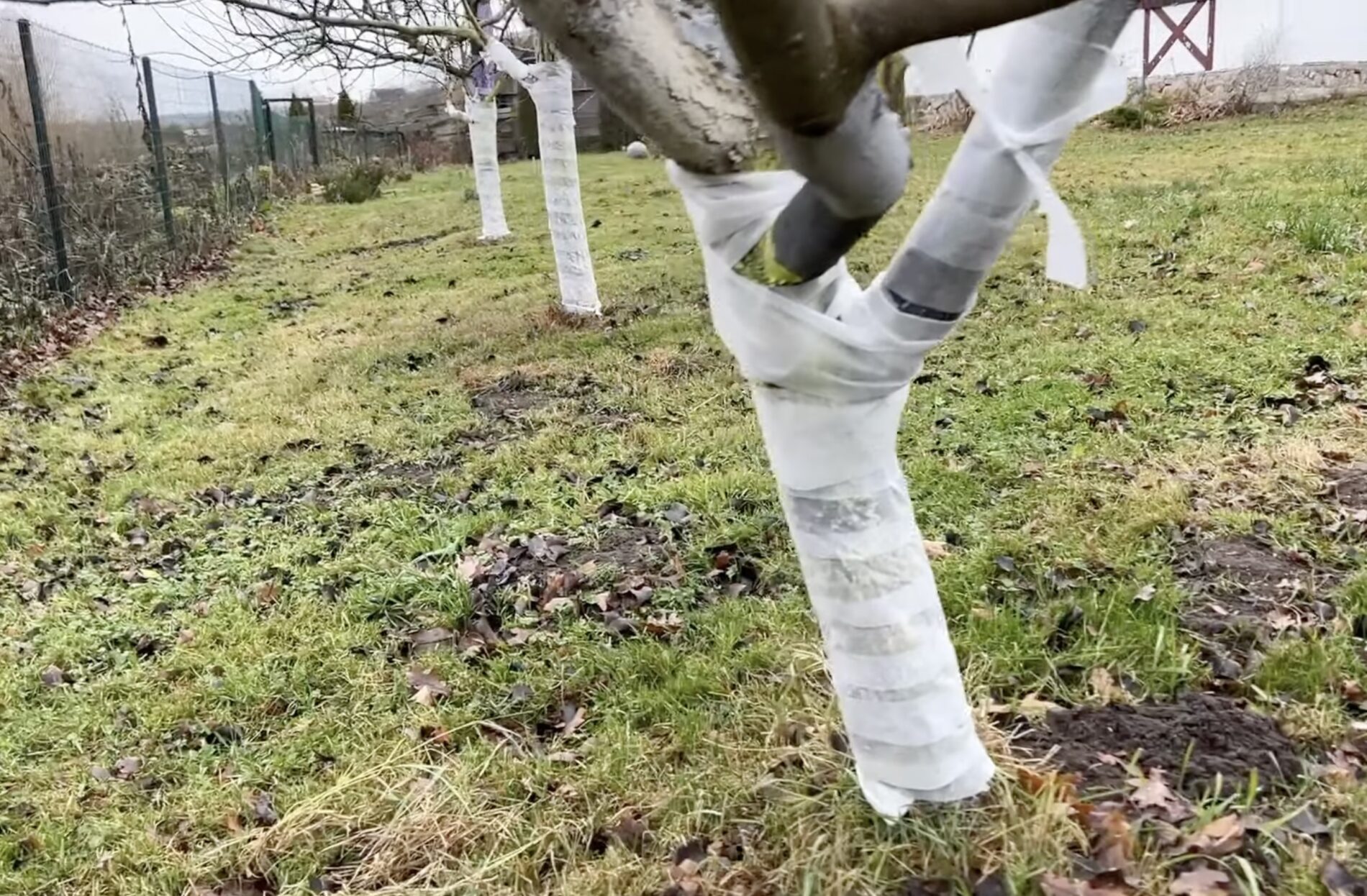 Садівники розповіли, який матеріал найкращий для захисту дерев від гризунів