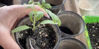 Експерти розповіли, що робити, якщо витягується розсада 