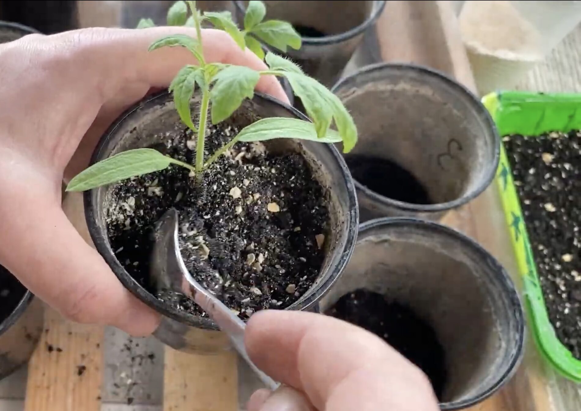 Експерти розповіли, що робити, якщо витягується розсада 