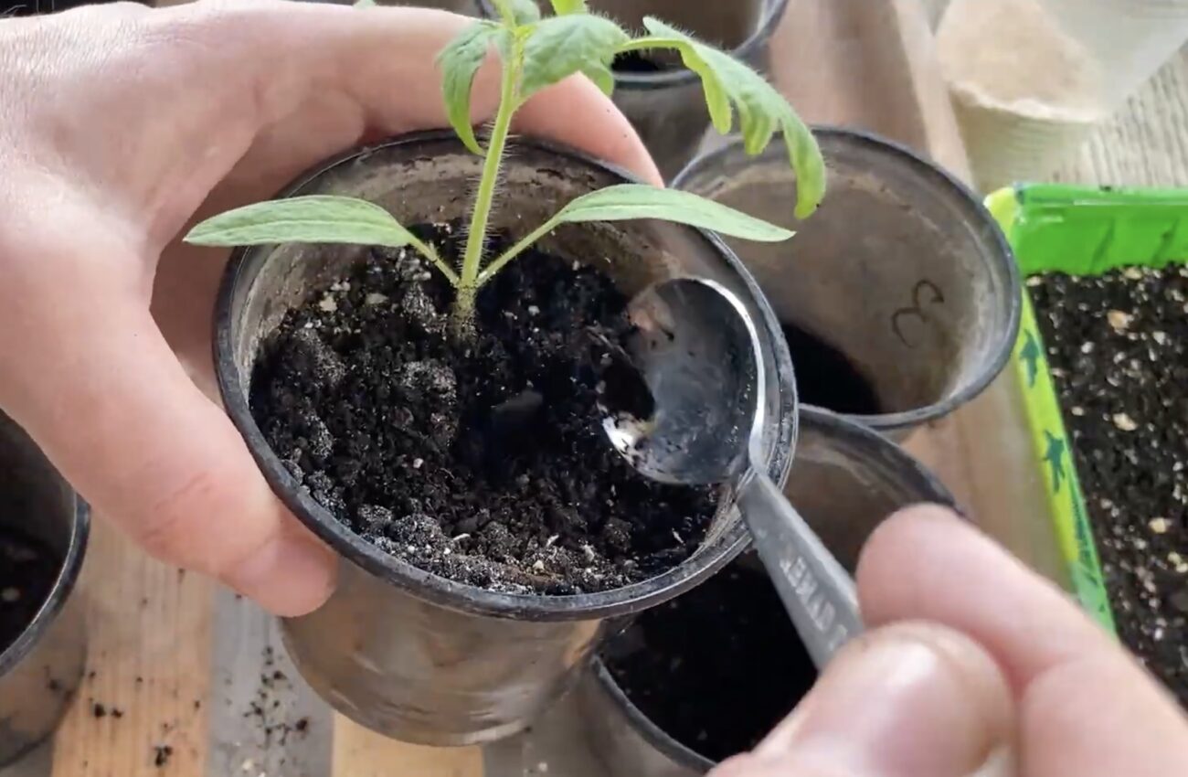 Городники розповіли, чим підживити землю, щоб розсада не витягувалася