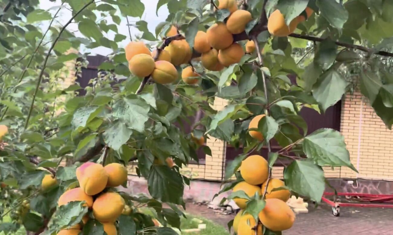 Садівники назвали сорт абрикосу, стійкий до сильних заморозків