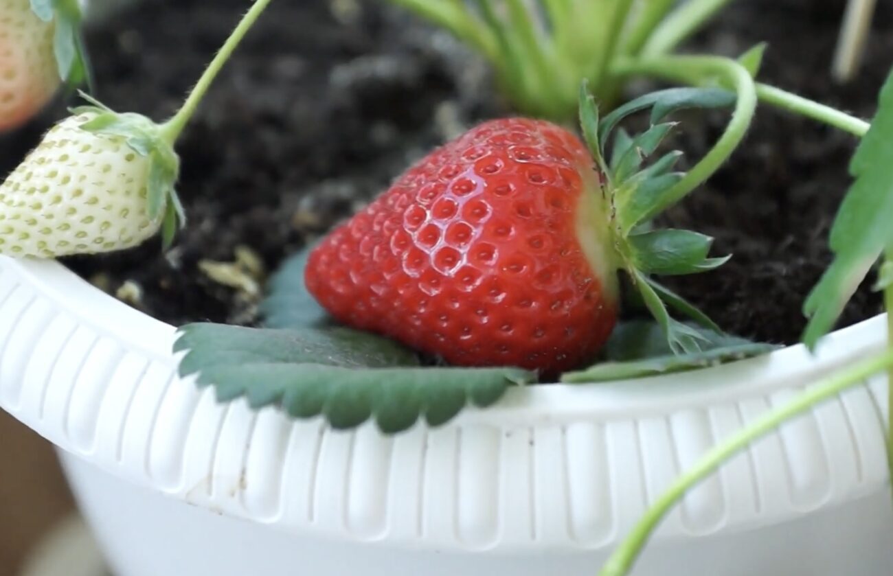 Садівники розповіли, як виростити полуницю в квартирі