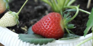 Садівники розповіли, як виростити полуницю в квартирі