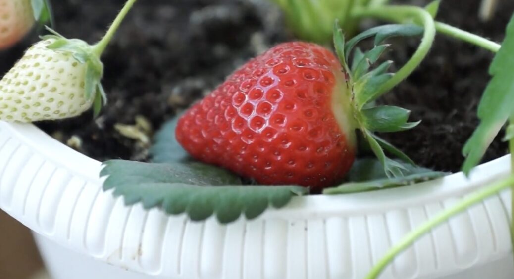 Маю ягідки до свят: 1 перевірений спосіб, як виростити полуницю у квартирі – “хак” для тих, хто не має дачі 