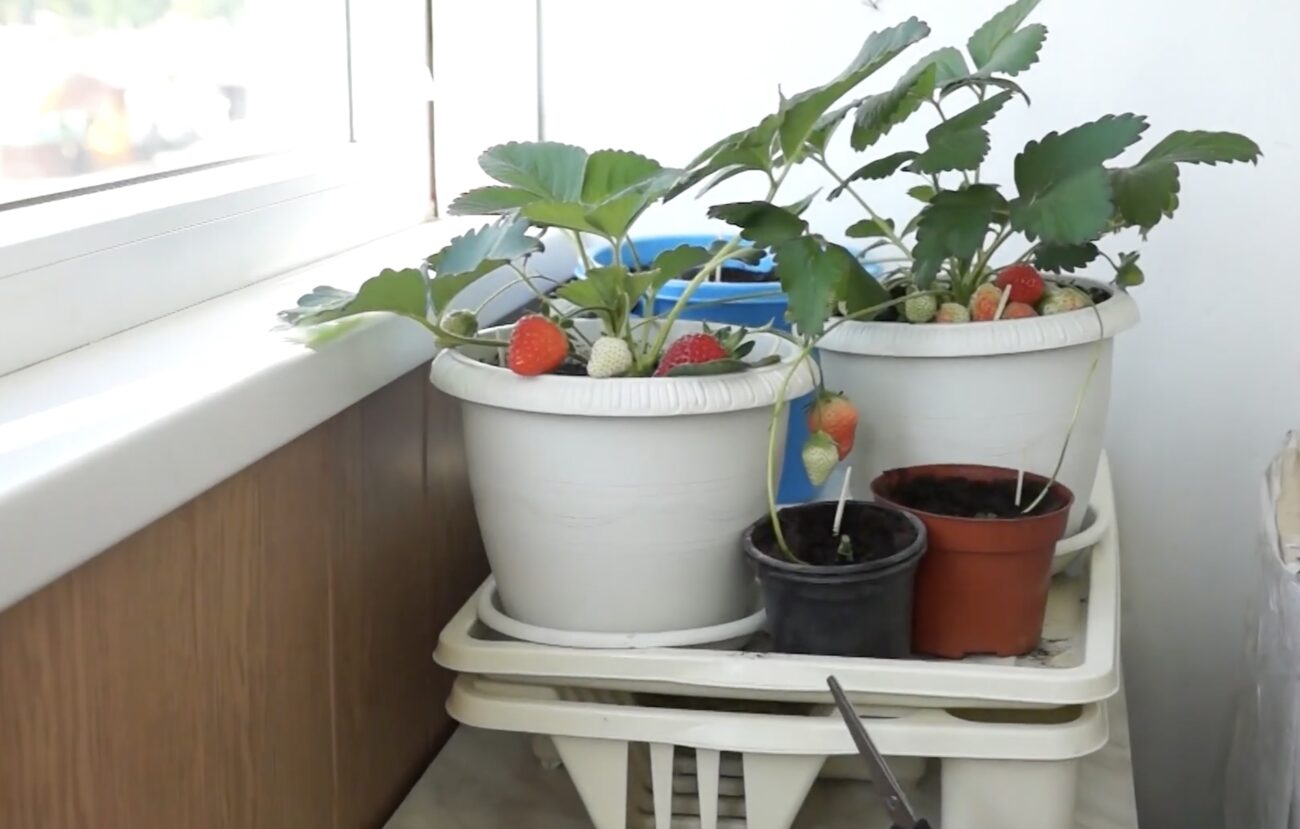 Садівники розповіли, як виростити полуницю в квартирі