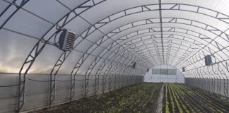 Городники розповіли, що робити, якщо ґрунт в теплиці позеленів