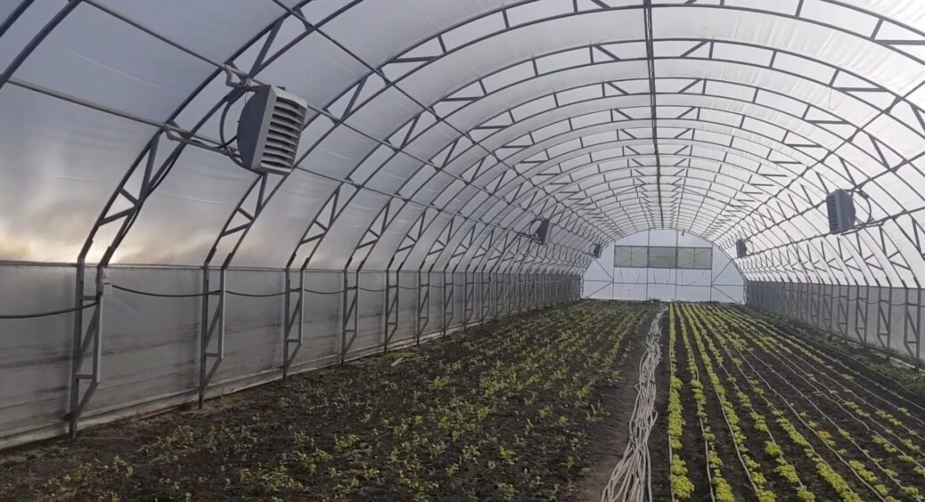 Теплиця – живи! Знімаю, обробляю, розкислюю, підживлюю: ось 4 кроки, якщо ґрунт у теплиці заріс мохом 