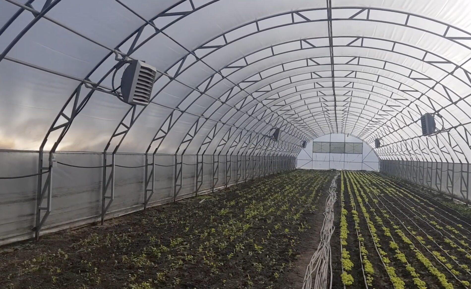 Городники розповіли, що робити, якщо ґрунт в теплиці позеленів