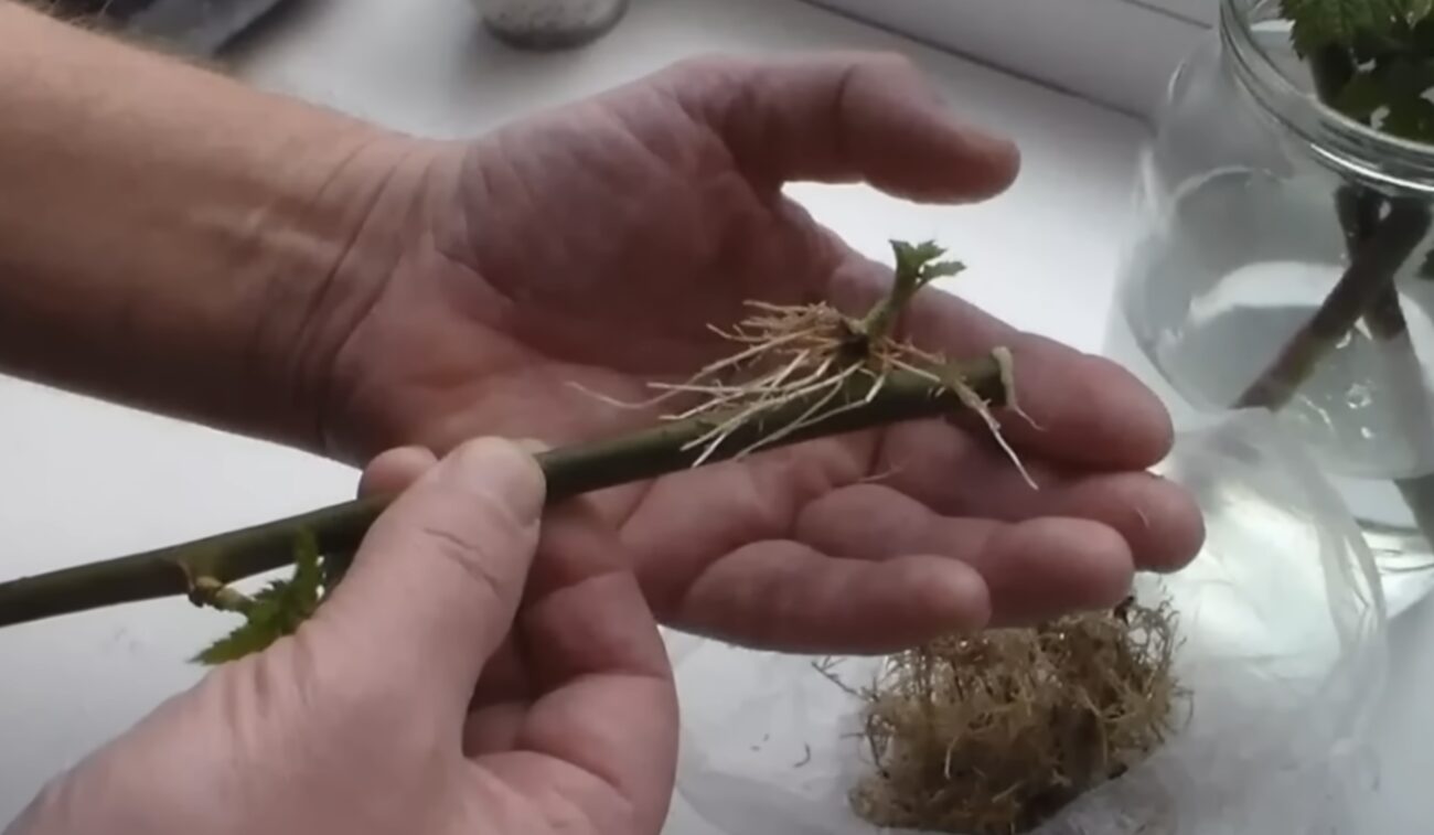 Садівники розповіли, як пришвидшити появу корінців на живцях