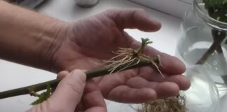 Садівники розповіли, як пришвидшити появу корінців на живцях