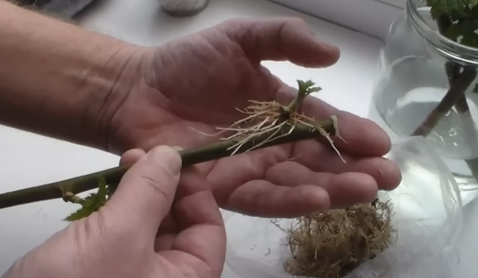 Садівники розповіли, як пришвидшити появу корінців на живцях