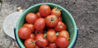 Городники показали невибагливий сорт томатів, який дає багато врожаю 