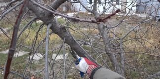 Садівники розповіли, які дерева не можна обрізати взимку