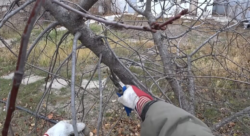 Начиталася порад, обрізала в січні й пошкодувала: 4 дерева, які взагалі не варто чіпати взимку – “захиріють” 