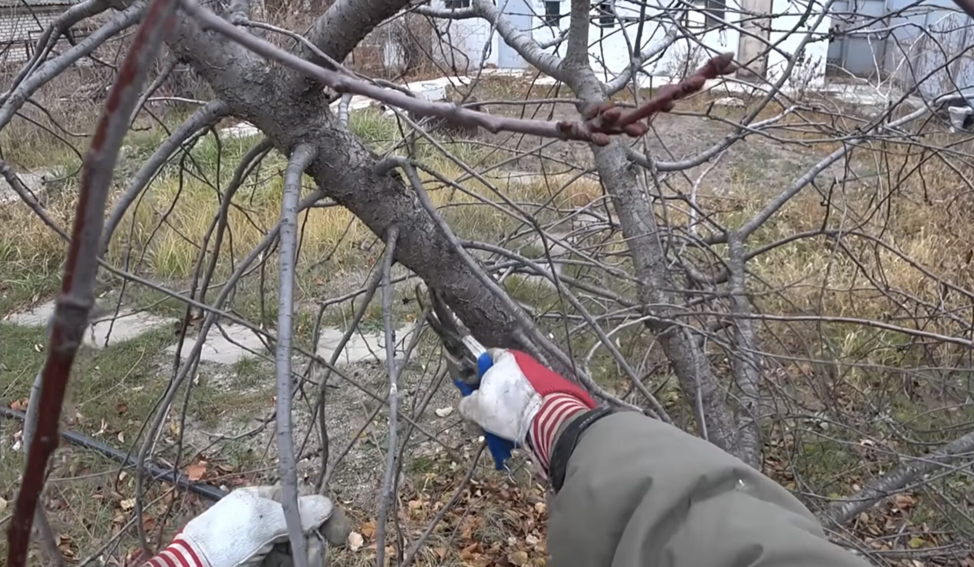 Садівники розповіли, як правильно обрізати вишню в грудні