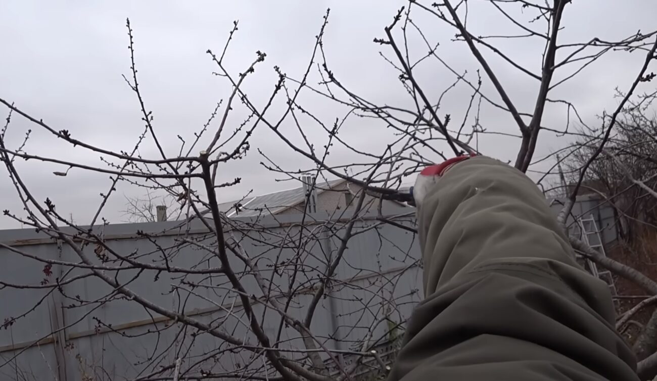 Садівники розповіли, як правильно обрізати вишню в грудні