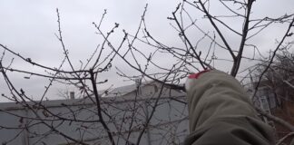 Садівники розповіли, як правильно обрізати дерева навесні