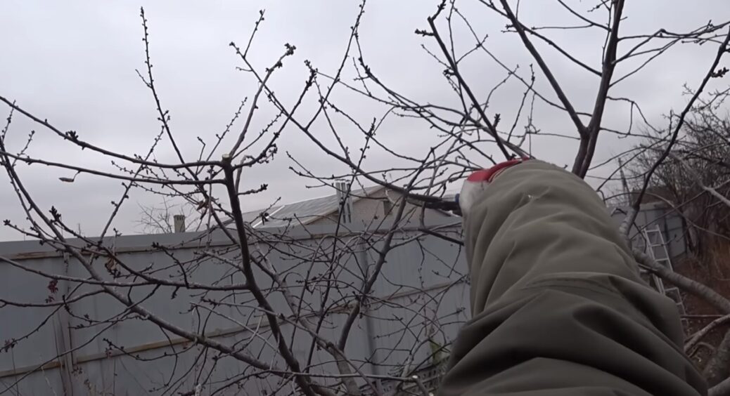 Сусід не дотерпів до березня і вже “пасеться” у саду: показав, як обрізати дерева зараз – 3 головні поради 