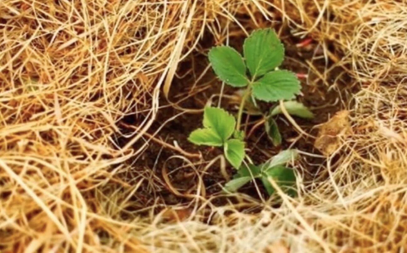 Садівники розповіли, що потрібно зробити з полуницею у грудні Садівники розповіли, що потрібно зробити з полуницею у грудні