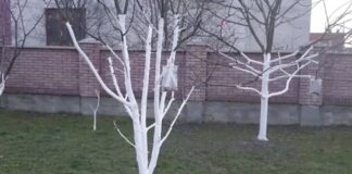 Садівники розповіли, навіщо взимку розвішувати на деревах пакети з монетами