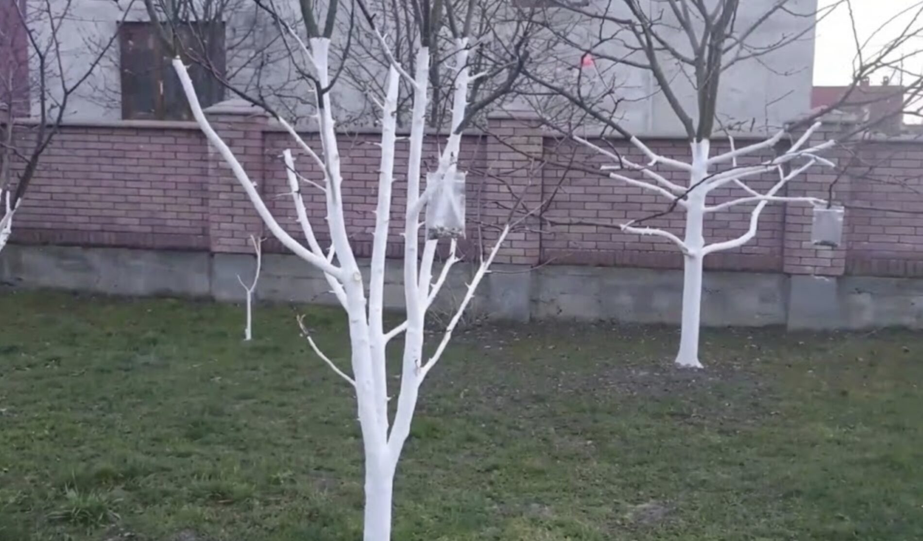 Садівники розповіли, навіщо взимку розвішувати на деревах пакети з монетами