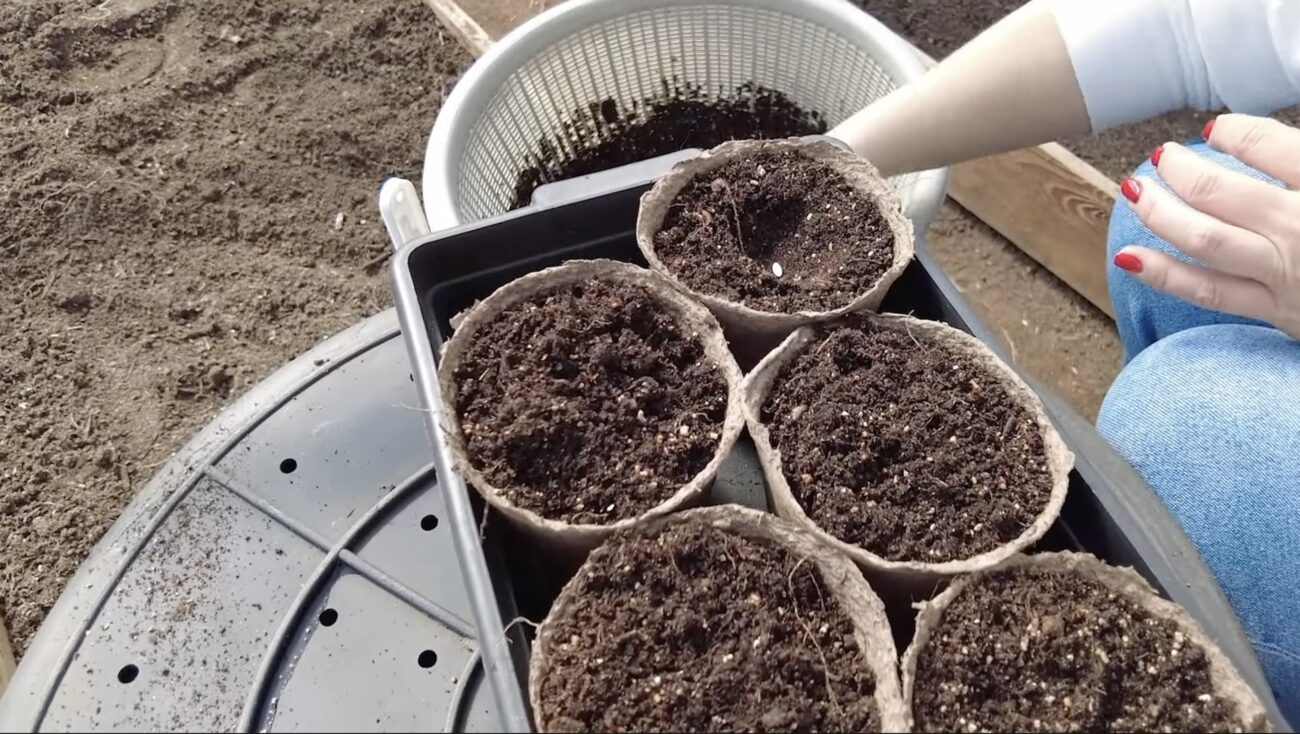 Городники розповіли секрети успішного вирощування розсади огірків