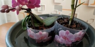Квітникарі розповіли, як правильно поділити орхідею