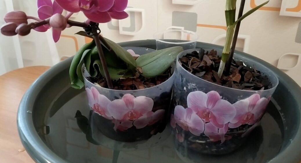 Змінила полив орхідей – тепер моя красуня постійно усипана квітами: 1 перевірений спосіб “замочування” 