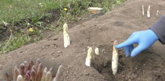 Городники назвали овоч, що не потребує зміни грядки