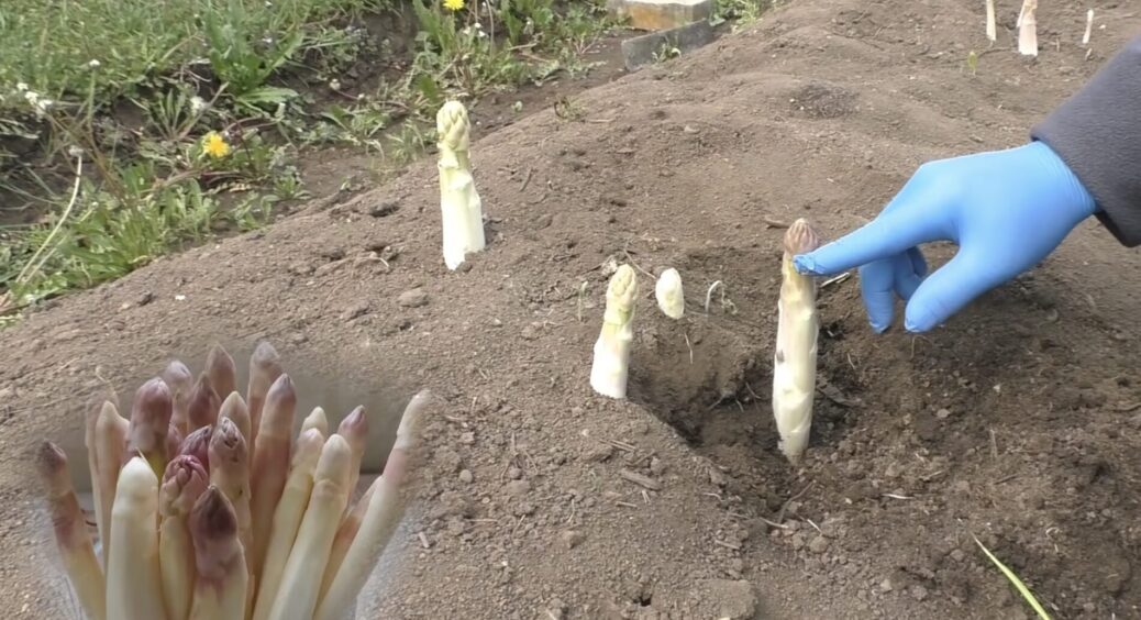 Цей 1 овоч не знає, що таке сівозміна – росте на одному місці по 10 років, а врожаю тільки більшає 