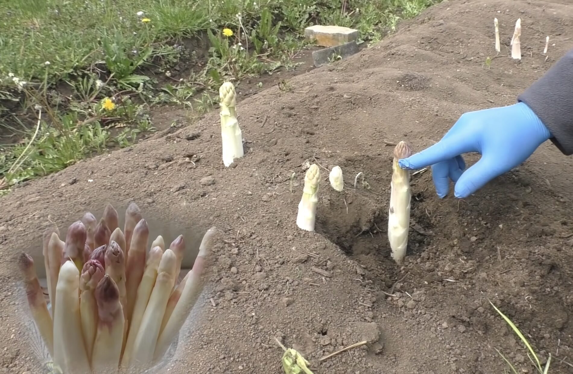 Городники назвали овоч, що не потребує зміни грядки