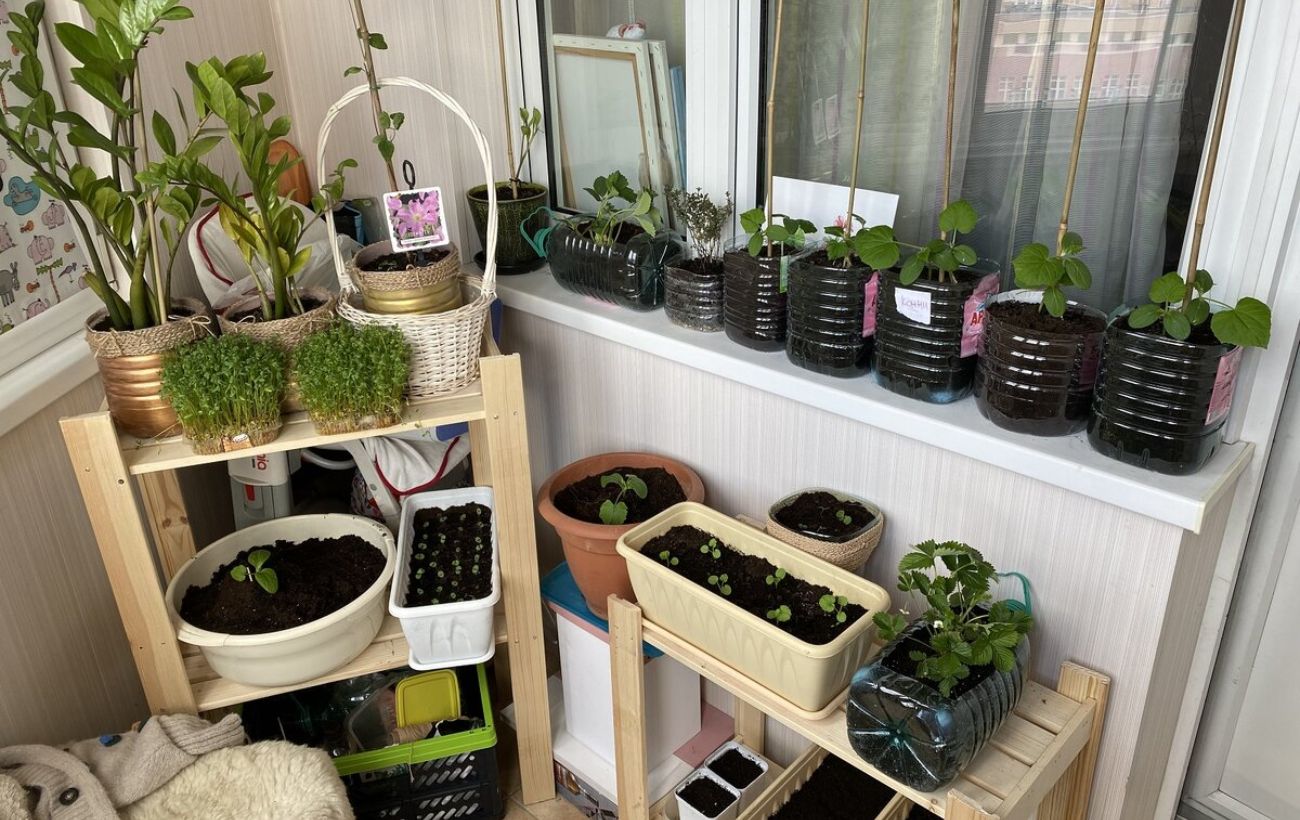 Городники розповіли, яке добриво використовувати для розсади проти хвороби чорної ніжки