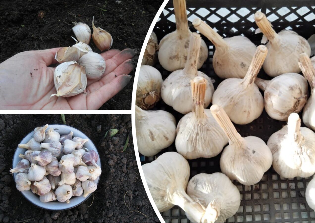 Як зберігати часник у домашніх умовах у квартирі чи в погребі
