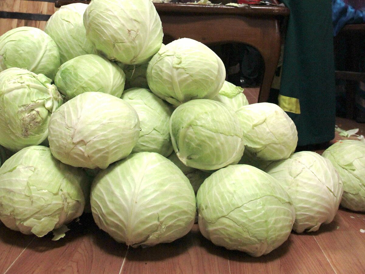 Експерти розповіли, як правильно мити капусту, аби на її плодах не з'являлись чорні плями