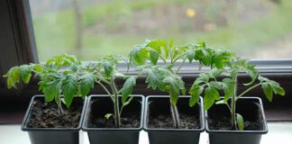 Експерти розповіли про правильну підготовку до сезону розсади